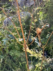 Lilium pardalinum pardalinum