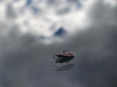 Melacoryphus lateralis