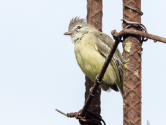 Camptostoma obsoletum