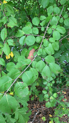 Viburnum prunifolium