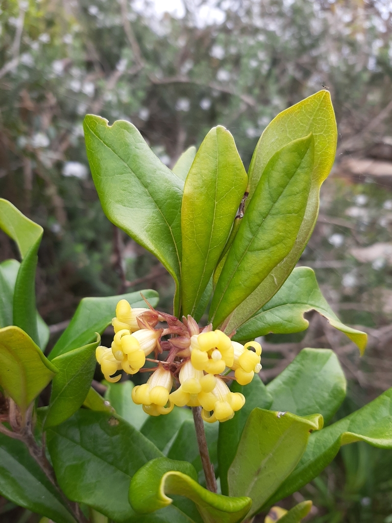 Rough-fruited Pittosporum from Manly NSW 2095, Australia on September ...