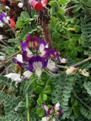 Astragalus amatus