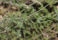 Galium californicum