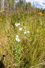 Sabatia macrophylla macrophylla
