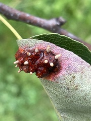 Gymnosporangium sabinae