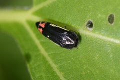 Acmaeodera flavomarginata