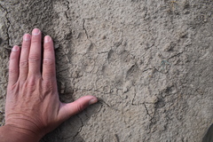 Chrysocyon brachyurus