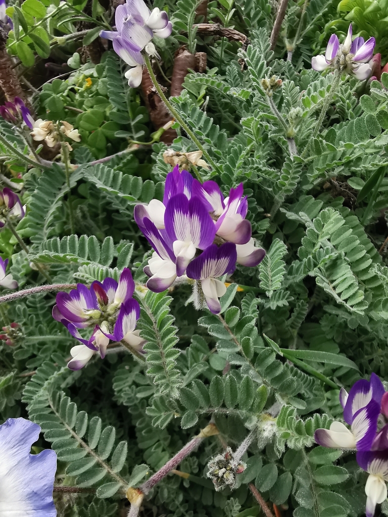 Astragalus