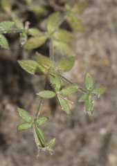 Galium californicum