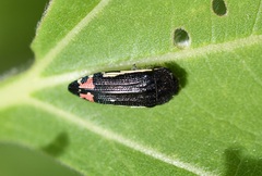 Acmaeodera flavomarginata