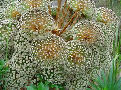 Paepalanthus