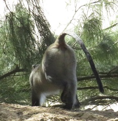 Cercopithecus mitis erythrarchus