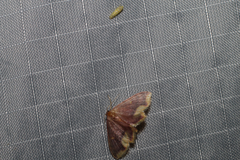 Lophosis labeculata