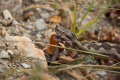 Vipera ammodytes