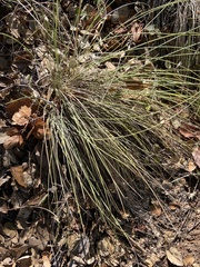 Festuca californica