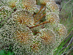 Paepalanthus