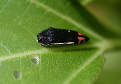 Acmaeodera flavomarginata