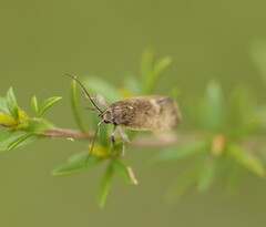 Leistomorpha brontoscopa