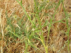 Centaurea melitensis