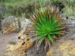 Paepalanthus itatiaiensis