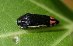 Acmaeodera flavomarginata