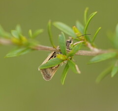 Leistomorpha brontoscopa