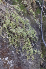 Galium californicum