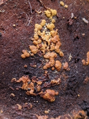 Trichoderma