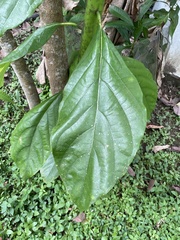 Persea americana