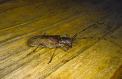 Monochamus maculosus