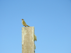 Embernagra platensis