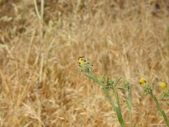 Centaurea melitensis