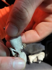 Diporiphora australis