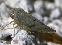 Acinopterus