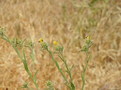 Centaurea melitensis