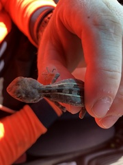 Diporiphora australis