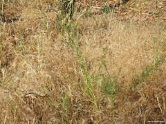Centaurea melitensis