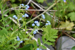 Myosotis scorpioides