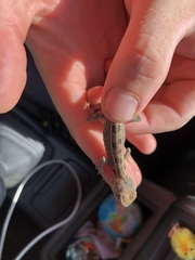 Diporiphora australis