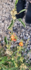 Sphaeralcea