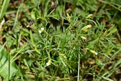 Tagetes filifolia