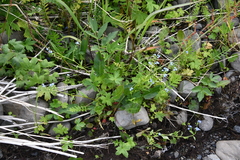 Myosotis scorpioides