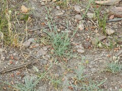 Centaurea melitensis