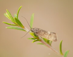 Leistomorpha brontoscopa