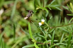 Tagetes filifolia