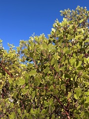 Arctostaphylos manzanita
