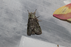 Macrurocampa marthesia