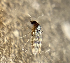 Ceratopogoninae
