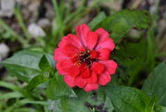 Zinnia elegans