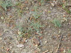 Centaurea melitensis
